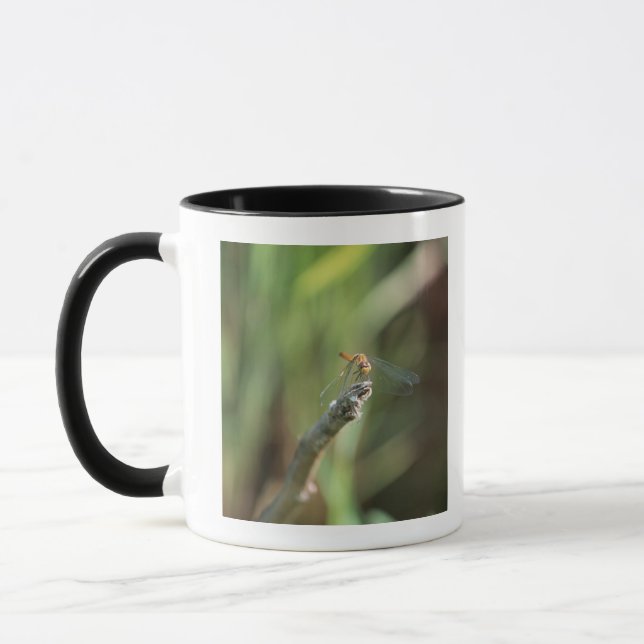 Libelle 5 tasse (Links)