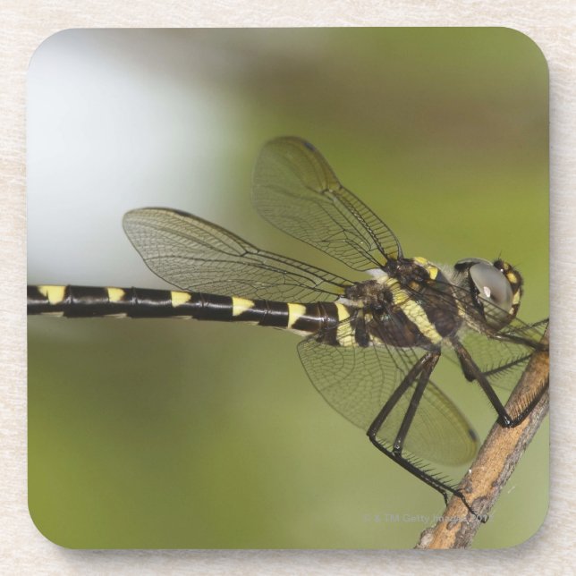 Libelle 5 untersetzer (Vorderseite)