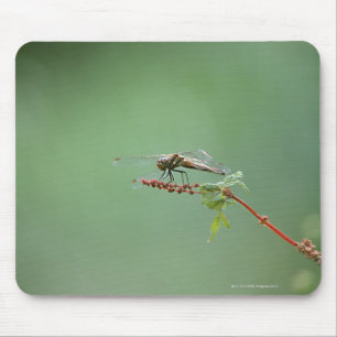 Libelle 6 mousepad