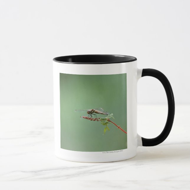 Libelle 6 tasse (Rechts)