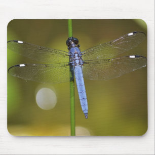 Libelle an der Erholung auf einem mousepad