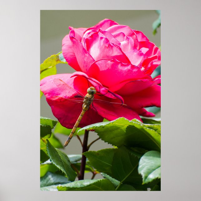Libelle auf der Blume der rote Rose Poster (Vorne)