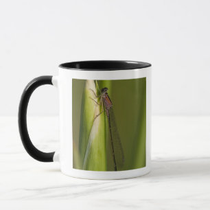 Libelle auf geknospter Iris Tasse