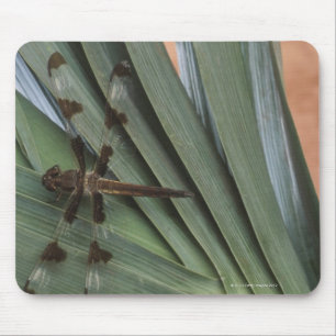 Libelle auf Pflanze Mousepad