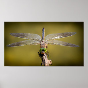 Libelle in der Erholung Poster