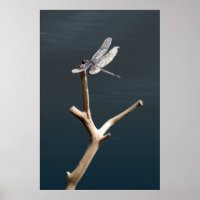 Libelle in der Erholung