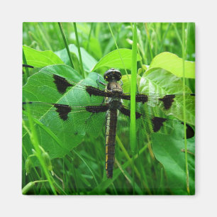 Libelle Magnet