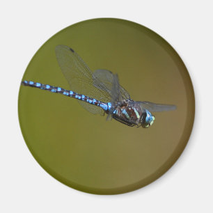 Libelle Magnet