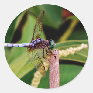 Libelle mit weißen Blume Runder Aufkleber