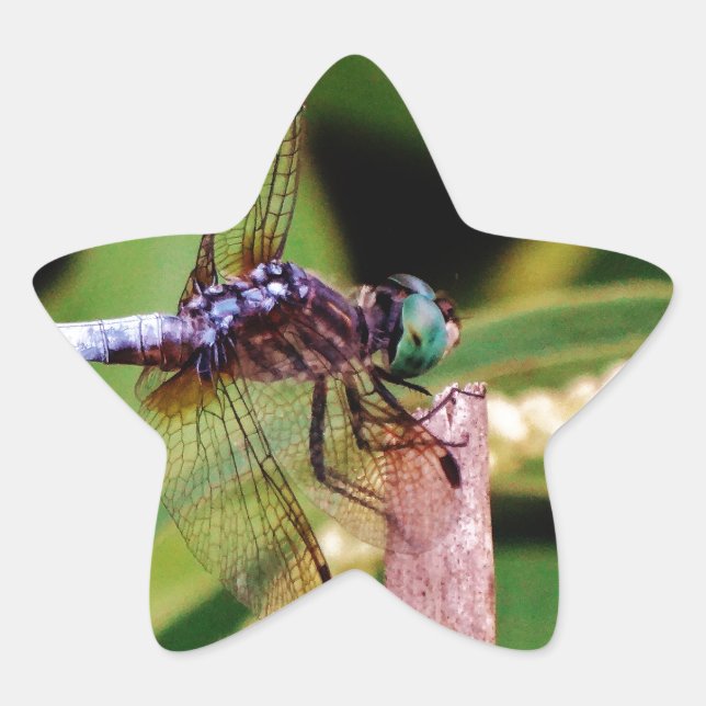 Libelle mit weißen Blume Stern-Aufkleber (Vorderseite)