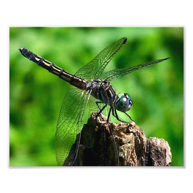 Libelle Nah Natur 8x10 Fotodruck (Vorne)