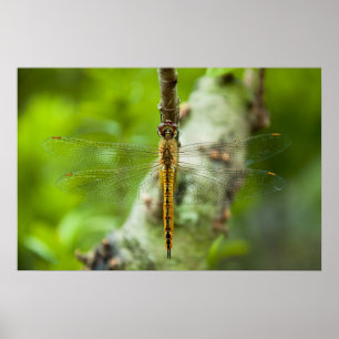 Libelle Poster
