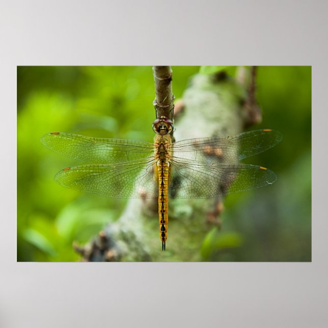 Libelle Poster (Vorne)