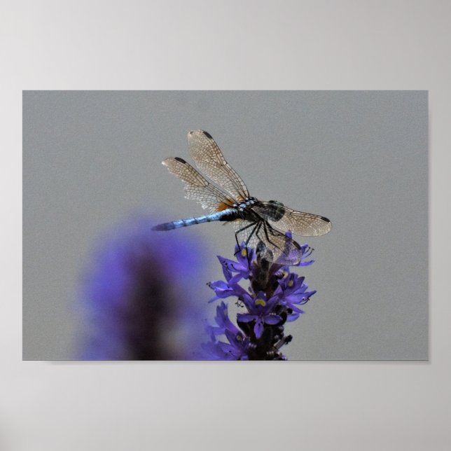 Libelle Poster (Vorne)