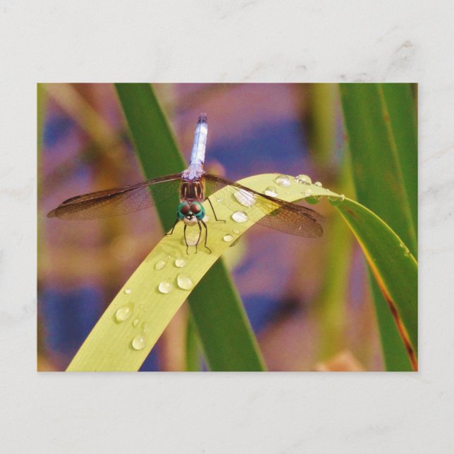 Libelle Postkarte (Vorderseite)