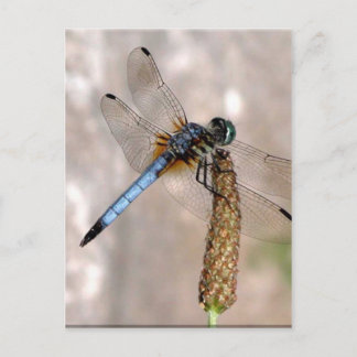 Libelle! Postkarte
