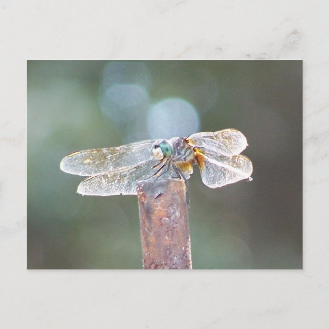 Libelle Postkarte (Vorderseite)