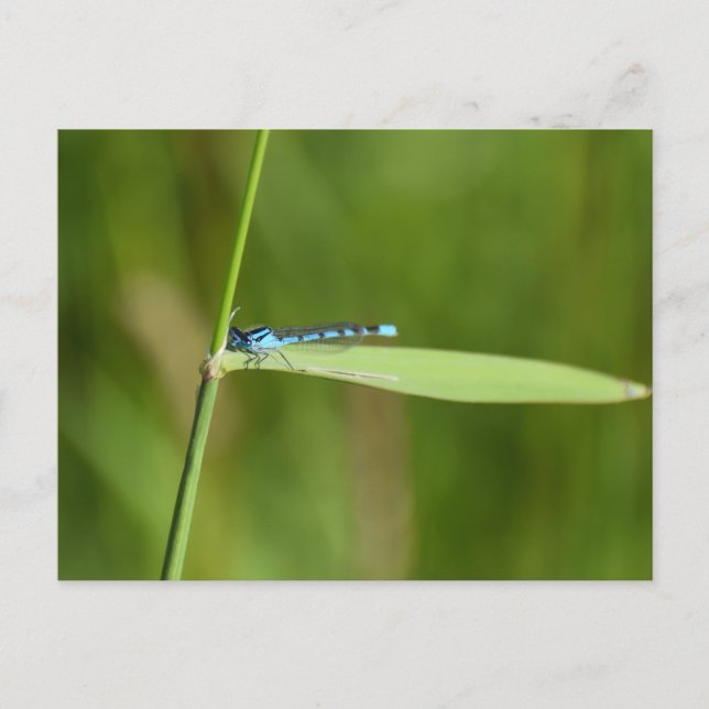 Libelle Postkarte (Vorderseite)