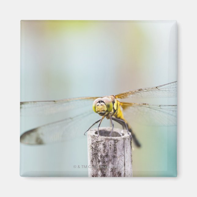 Libelle (Sympetrum infuscatum) 2 Magnet (Vorne)