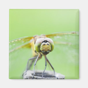 Libelle (Sympetrum infuscatum) Magnet