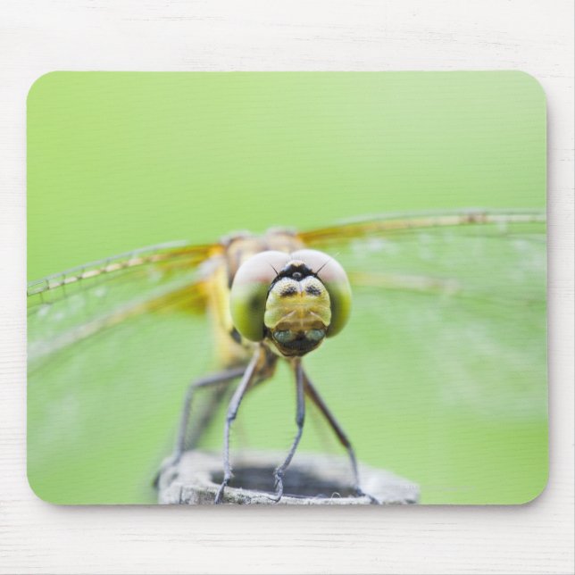Libelle (Sympetrum infuscatum) Mousepad (Vorne)