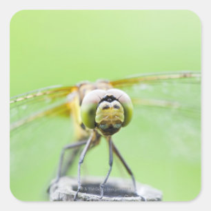 Libelle (Sympetrum infuscatum) Quadratischer Aufkleber