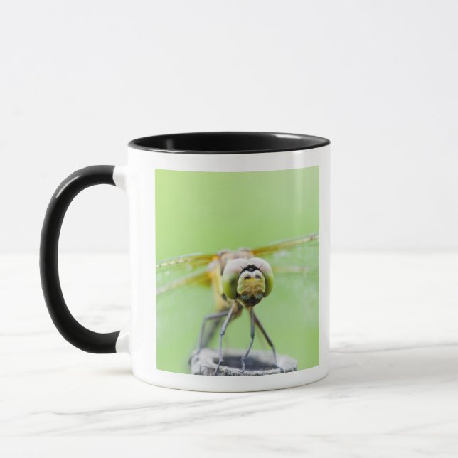 Libelle (Sympetrum infuscatum) Tasse (Links)