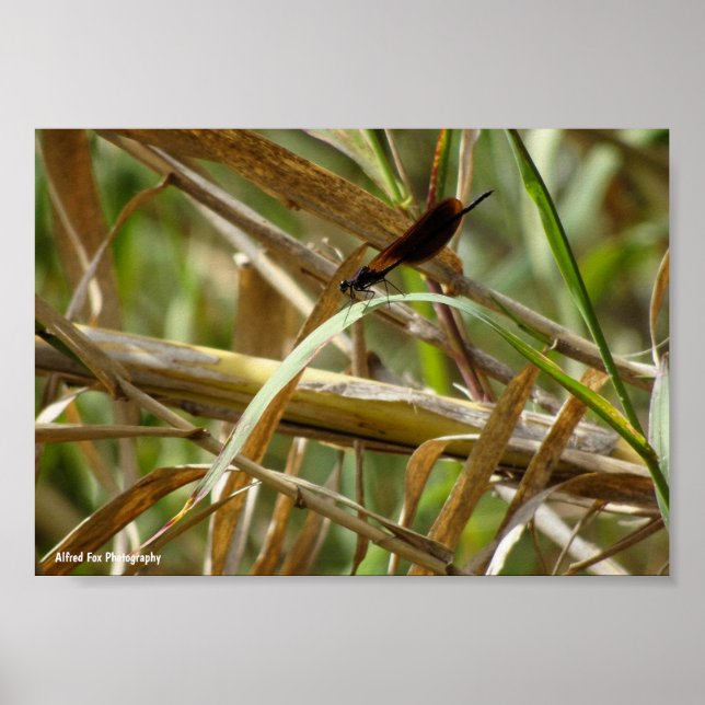 Libelle zwischen Bambus Poster (Vorne)
