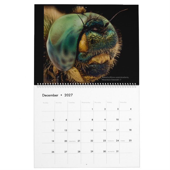 Libellen 2022 kalender (Dez 2027)