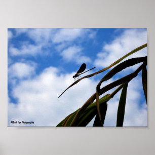 Libellen am blauen Himmel Poster