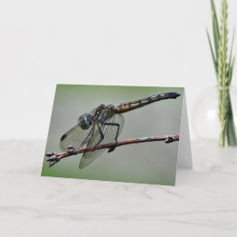Libellen-Gruß-Karte, leeres Innere Karte