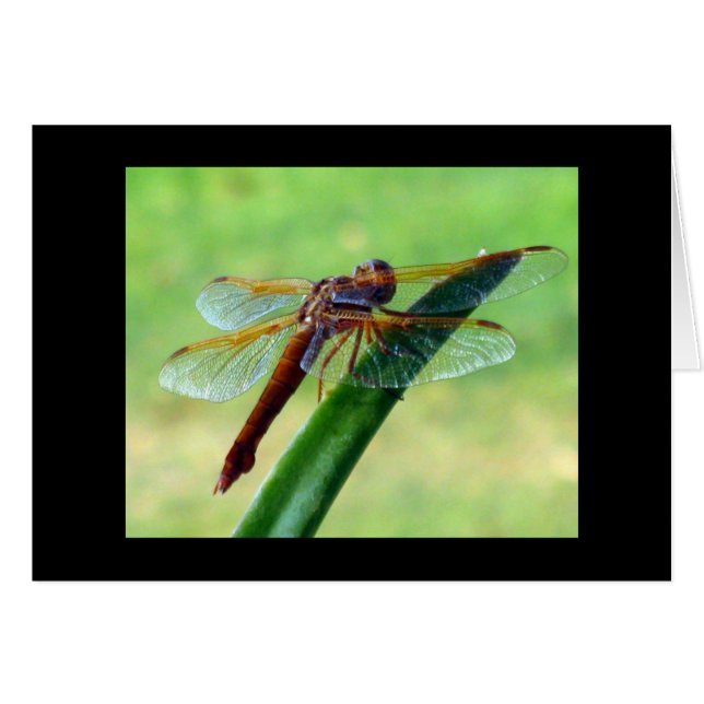 Libellen-Grußkarte mit Aloe (Vorderseite (Horizontal))