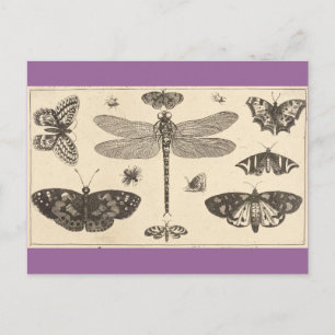 Libellen, Ladyvögel und Schmetterlinge Postkarte