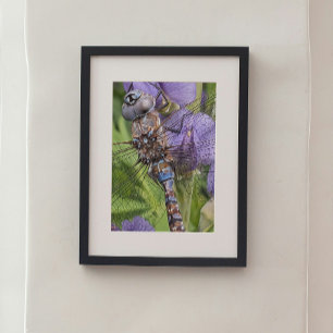 Libellen-Libellennymphe auf einer Blume Fotodruck