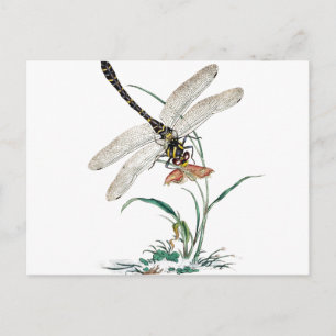 Libellen-Magie Postkarte