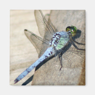 Libellen Magnet