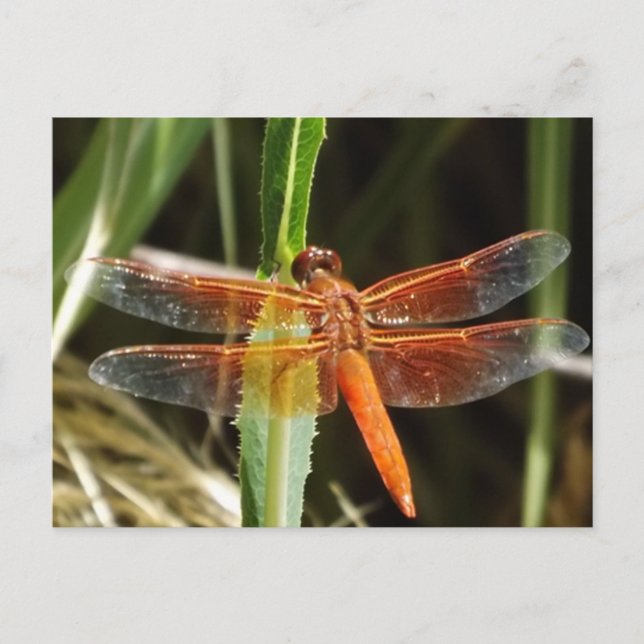 Libellen-Postkarte Postkarte (Vorderseite)