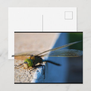 Libellenflügel Postkarte