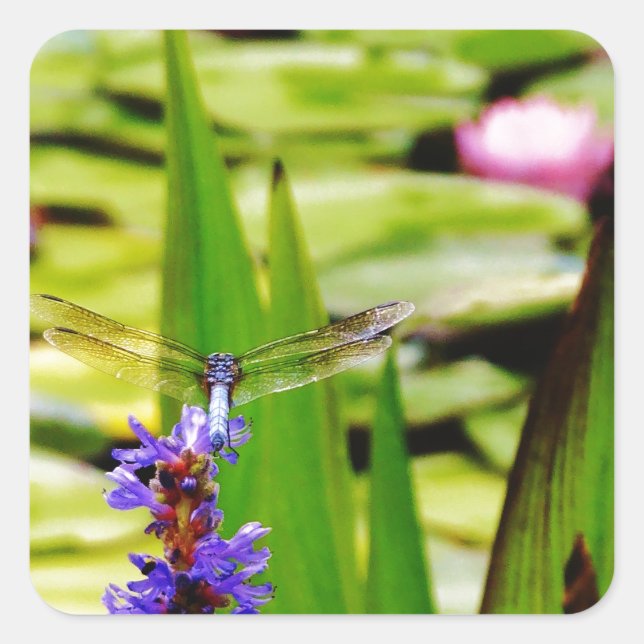 Libellenlotus und lila Blume Quadratischer Aufkleber (Vorderseite)
