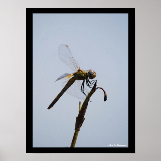 Libellenporträt mit Spazierstock Poster (Vorne)