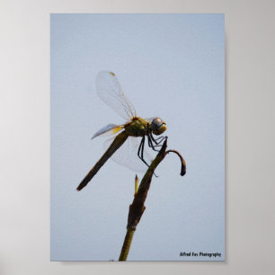 Libellenporträt mit Spazierstock Poster