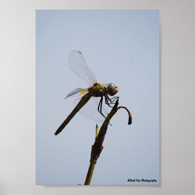 Libellenporträt mit Spazierstock Poster (Vorne)