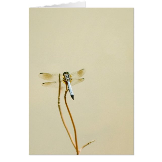 Libellule (blanc) (Devant)