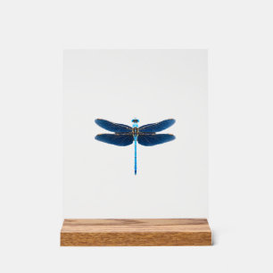Libellule bleue - Ento amateur d'animaux sauvages