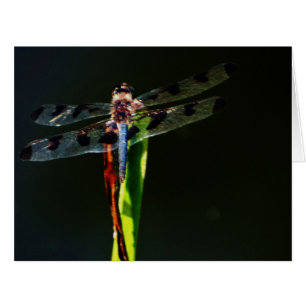 libellule bleue et noire