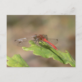 Libellule Écarlate en Gros Plan Carte Postale DIY