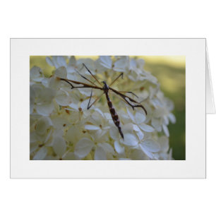 Libellule sur l'hortensia