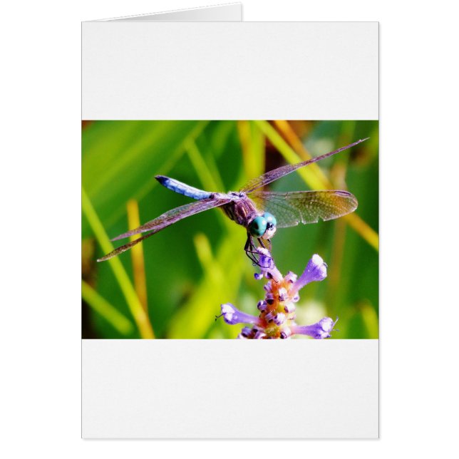 libellule turquoise et violette (Devant)