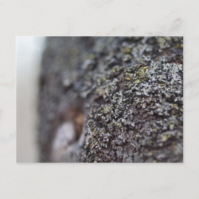 Lichen auf Bark Postkarte (Vorderseite)