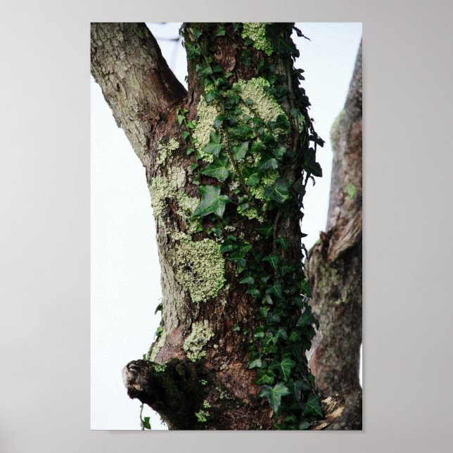 Lichen & Ivy Poster (Vorne)